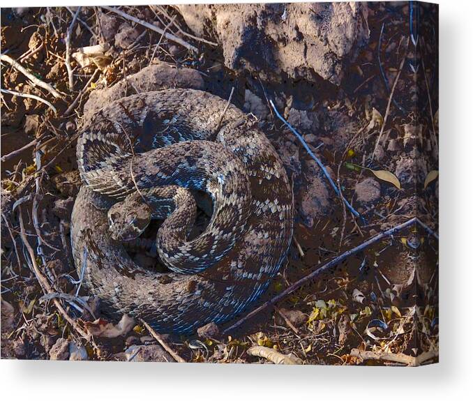 Affordable Canvas Print featuring the photograph Coiled and Ready by Judy Kennedy