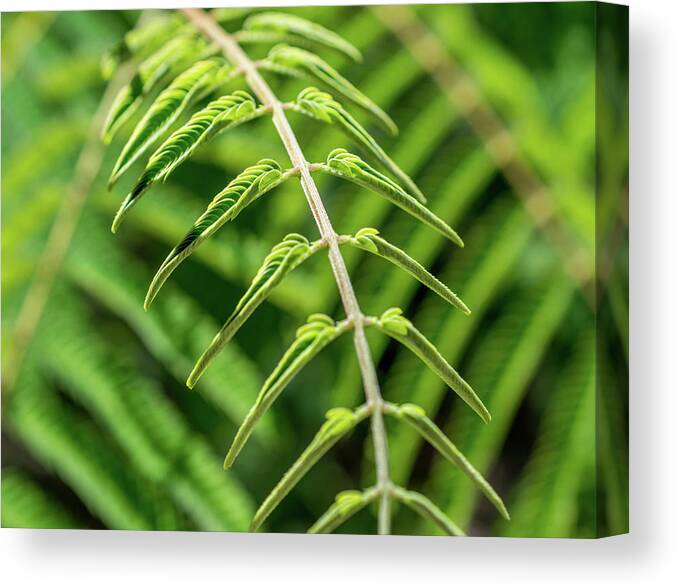 Greenery Canvas Print featuring the photograph Coming to Life by Mary Chris Hines