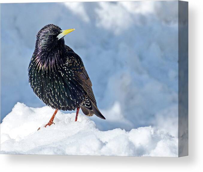 Common Starling Canvas Print featuring the photograph Common Starling in Winter by Lyuba Filatova