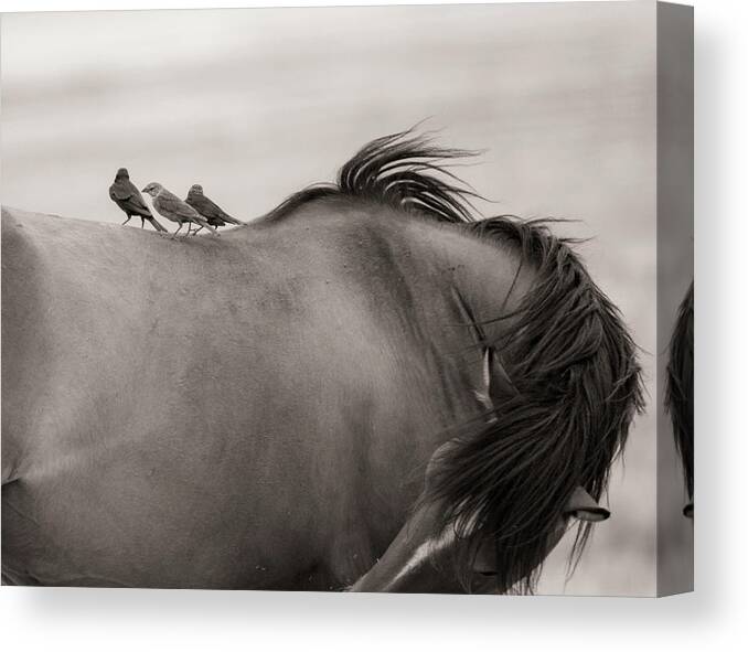  Canvas Print featuring the photograph Cowbirds on horseback by Dirk Johnson