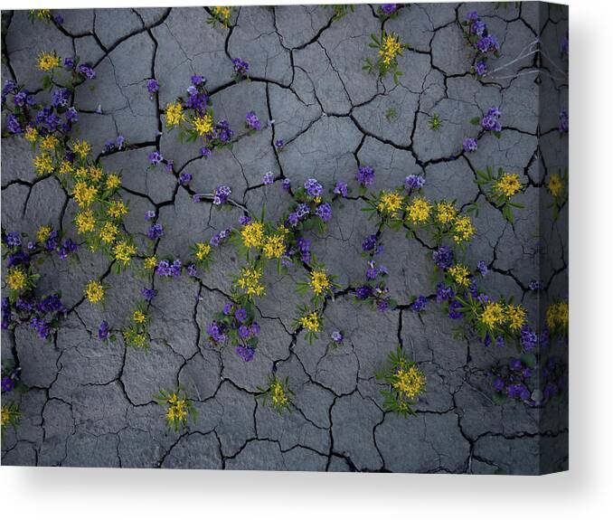 Utah Canvas Print featuring the photograph Cracked Blossoms by Emily Dickey