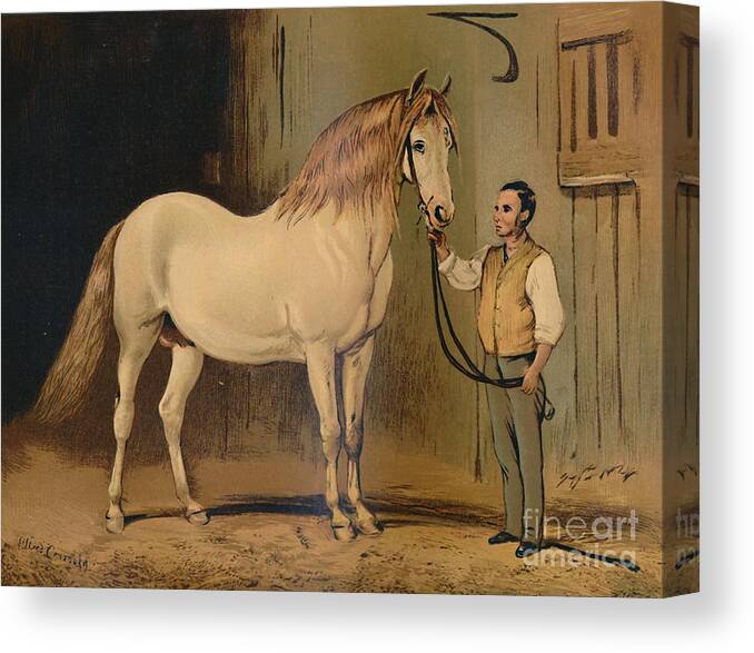 Horse Canvas Print featuring the drawing Cream State Carriage Horse by Print Collector