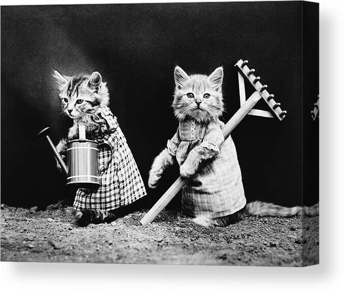 Cute Kittens Canvas Print featuring the photograph Cute Kittens Gardening - Harry Whittier Frees by War Is Hell Store