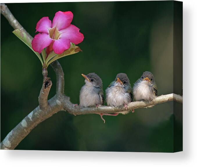 Animal Themes Canvas Print featuring the photograph Cute Small Birds by Photowork By Sijanto