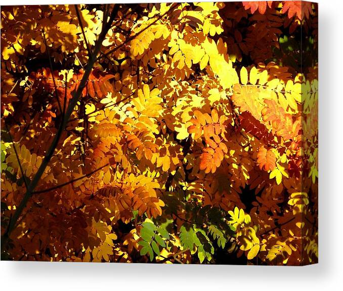 Mountain Ash Canvas Print featuring the digital art Days Of Autumn 12 by Will Borden