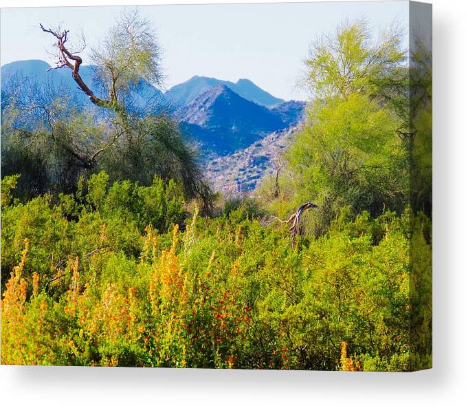 Arizona Canvas Print featuring the photograph Deep Desert Valley in a Sonoran Desert Spring by Judy Kennedy