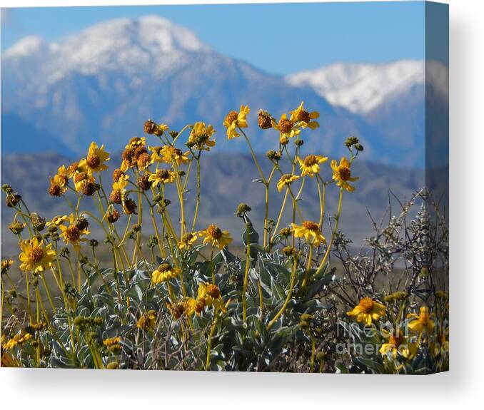 Art Canvas Print featuring the photograph Desert Bloom 2019 C by Chris Tarpening