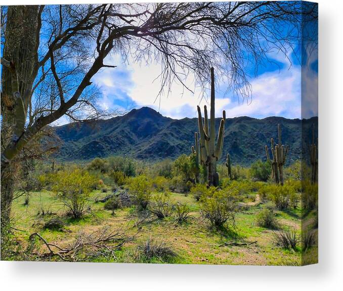Arizona Canvas Print featuring the photograph Desert Hiking after Winter Rains by Judy Kennedy