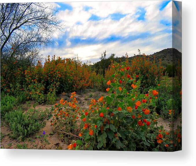 Arizona Canvas Print featuring the photograph Desert Wildflowers in the Valley by Judy Kennedy