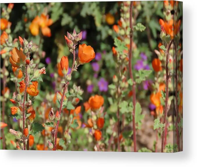 Arizona Canvas Print featuring the photograph Desert Wildflowers by Judy Kennedy