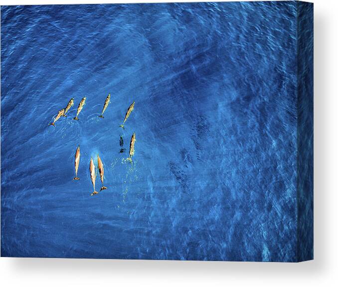 Dolphin Canvas Print featuring the photograph Dolphins by Christopher Johnson