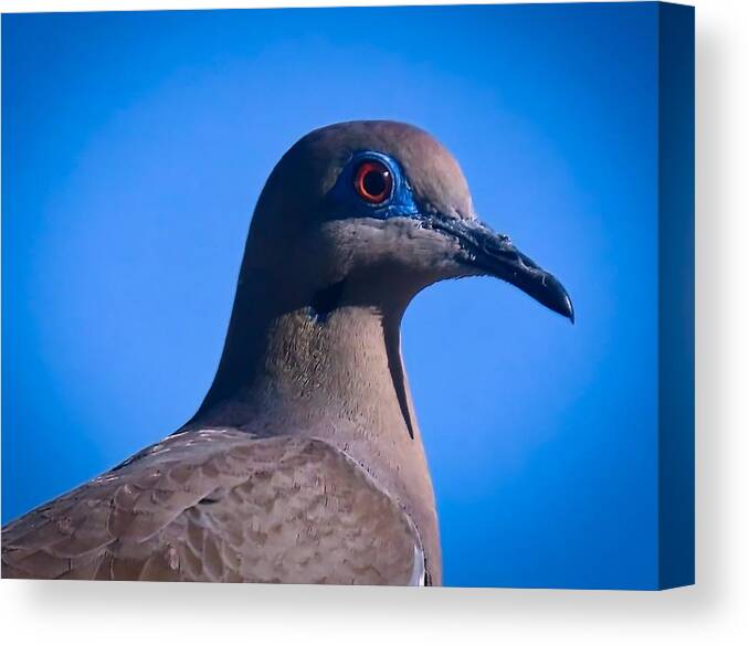 Arizona Canvas Print featuring the photograph Don't It Make My Brown Eyes Blue by Judy Kennedy