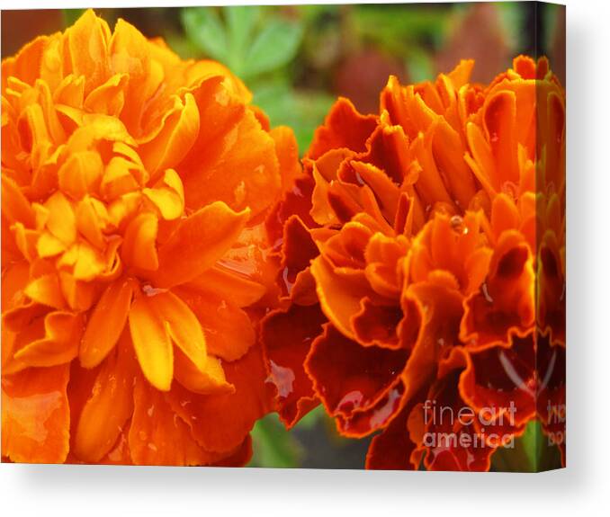 Water Canvas Print featuring the photograph Double Marigold by Robert Knight