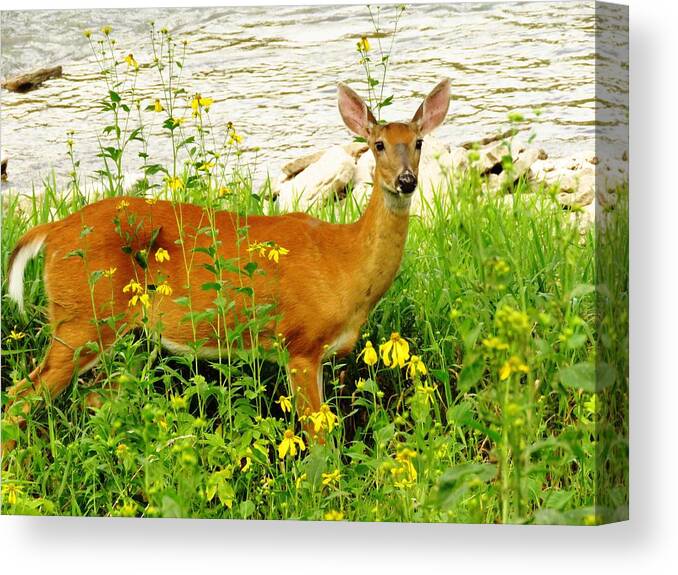 Deer Canvas Print featuring the photograph Down by the Riverside by Lori Frisch