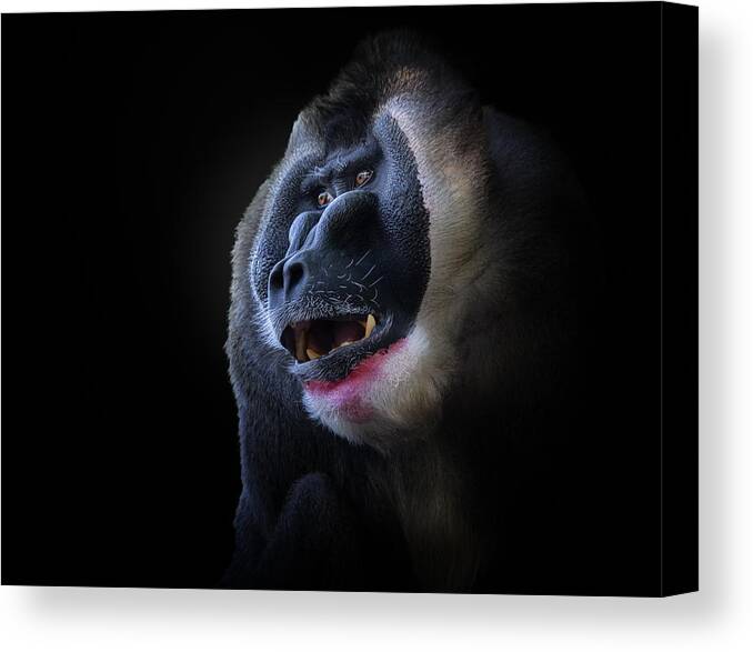Animal Canvas Print featuring the photograph Drill by Kamera