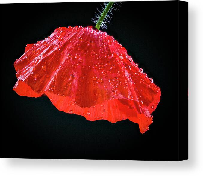 Dripping Poppy Canvas Print featuring the photograph Dripping Poppy by Jean Noren