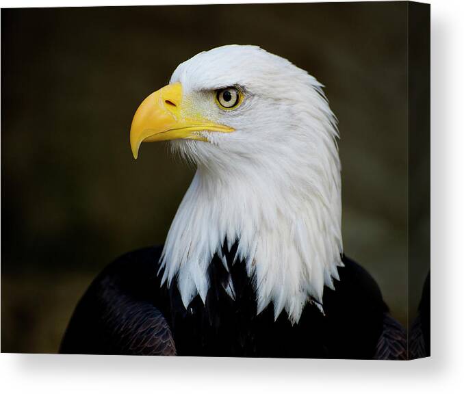 Animal Themes Canvas Print featuring the photograph Eagles Piercing Look by Saffron Blaze