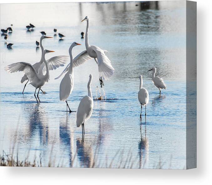 Birds Canvas Print featuring the photograph Egret Ballet 1400 by Donald Brown