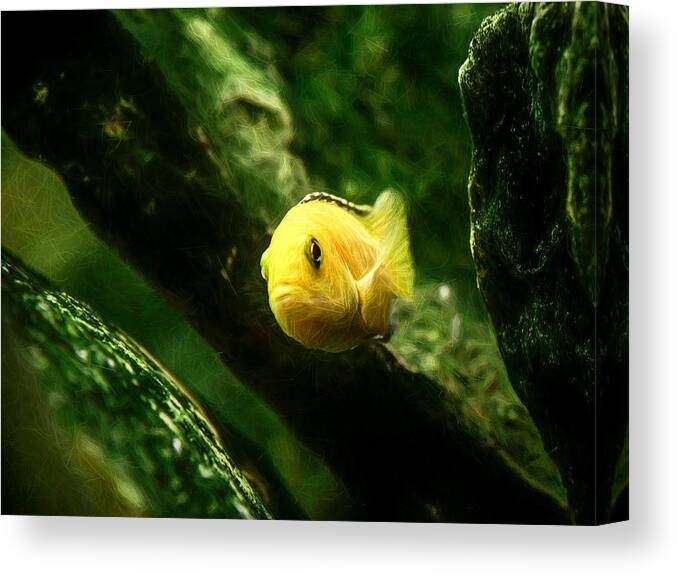 African Cichlid Canvas Print featuring the digital art Electric Yellow Cichlid Caves by Don Northup