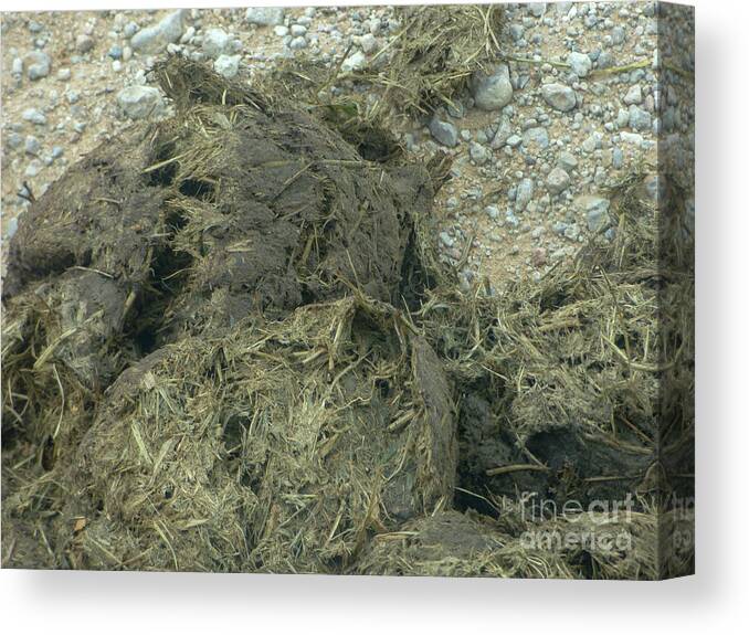 Africa Canvas Print featuring the photograph Elephant Dung C10 by Guy Sion