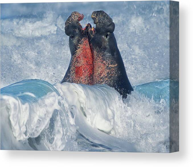00586413 Canvas Print featuring the photograph Elephant Seal Bulls Fighting In Surf, Piedras Blancas, California by Tim Fitzharris