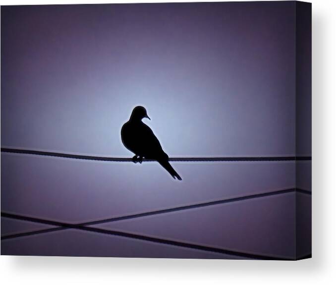 Affordable Canvas Print featuring the photograph Eurasian Dove Silhouette by Judy Kennedy