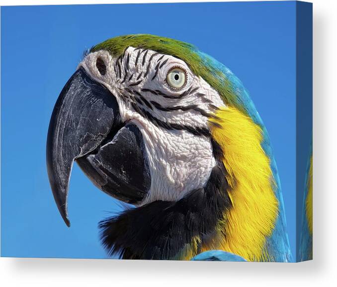 Parrot Canvas Print featuring the photograph Eye contact - Colorful parrot's head by Tatiana Travelways