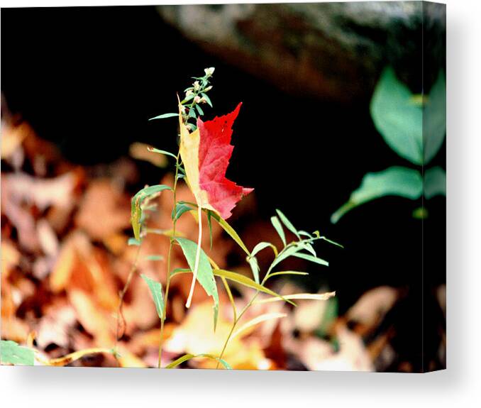 Fall Leaf Canvas Print featuring the photograph Fall Leaf by Mike McBrayer