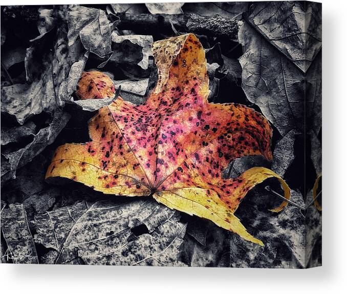 Leaf Canvas Print featuring the photograph Fallen Beauty by Andrea Platt