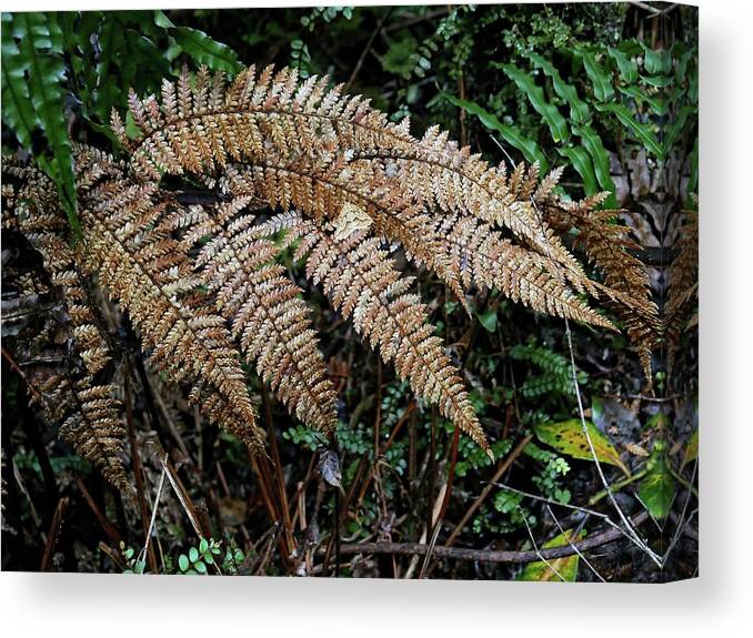 Ferns Canvas Print featuring the photograph Fern leaves close up by Martin Smith