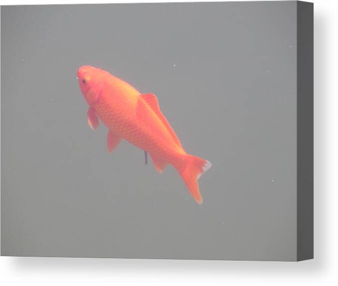 Aquarium Canvas Print featuring the photograph Fish swim in the water tank flock by Oleg Prokopenko