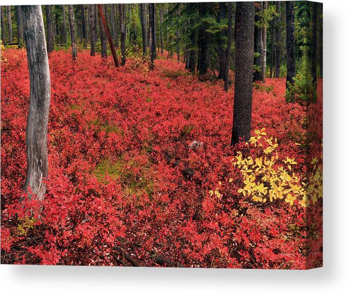 Idaho Scenics Canvas Print featuring the photograph Forest of Red by Leland D Howard