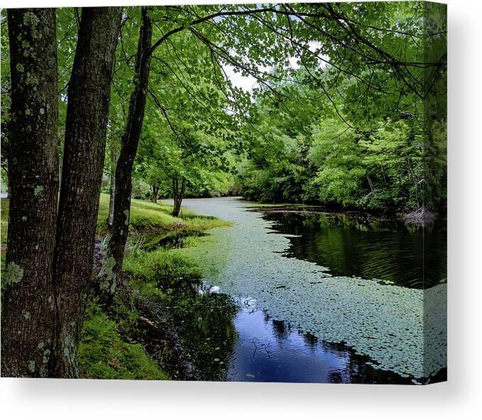 Woods Canvas Print featuring the photograph Frog Pond by William Bretton