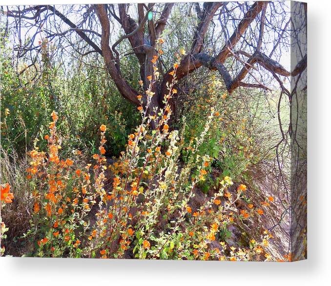 Arizona Canvas Print featuring the photograph Globemallows and Mesquite by Judy Kennedy