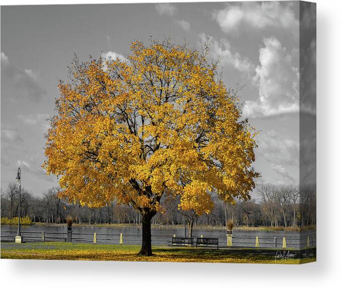 Tree Canvas Print featuring the photograph Golden Gray Day by Phil S Addis