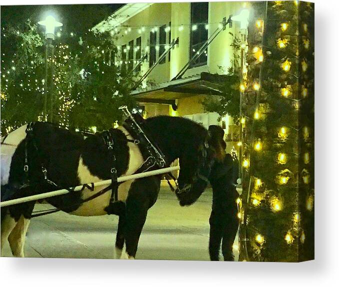 Carriage Canvas Print featuring the photograph Good Horse by Debra Grace Addison