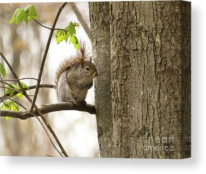 Nature Canvas Print featuring the photograph Greetings From A Squirrel by Dorothy Lee