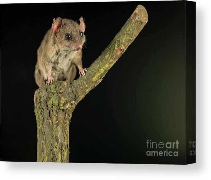 Mammal Canvas Print featuring the photograph Grey Short-tailed Opossum by Natural History Museum, London/science Photo Library