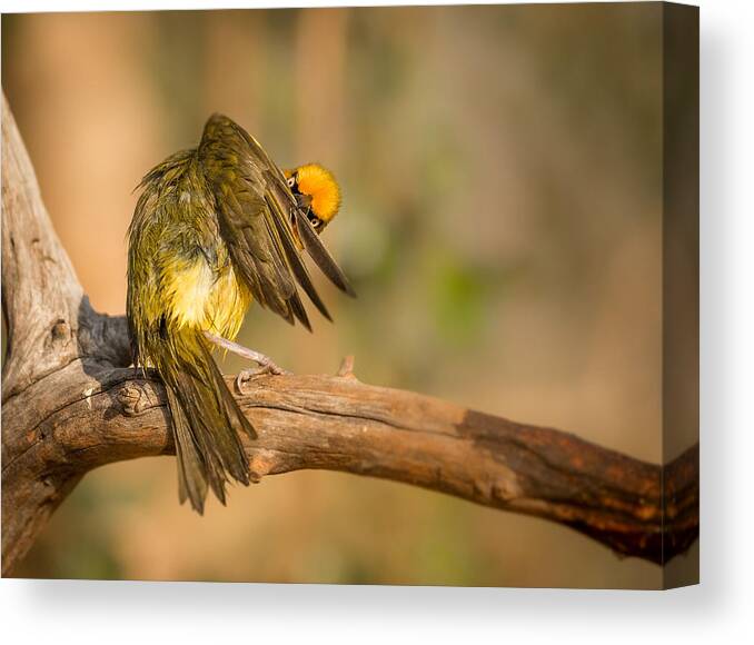 Bird Canvas Print featuring the photograph Grooming by Jaco Marx