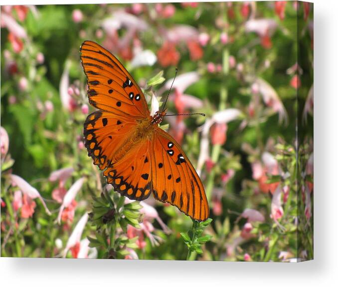 Natural Pattern Canvas Print featuring the photograph Gulf Fritillary Aka Passion Butterfly by Daniela Duncan