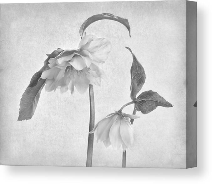 Hellebores Canvas Print featuring the photograph Hellebores by Penny Myles