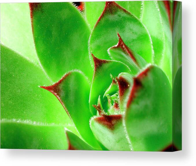 Houseleek Canvas Print featuring the photograph Hen-and-chickens Houseleek by Arco Images / Ritter Margit