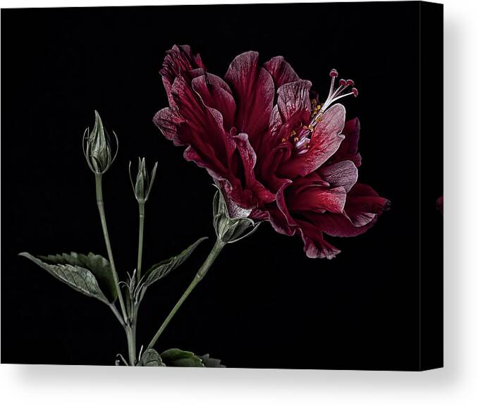 Hibiscus Canvas Print featuring the photograph Hibiscus by Lori Hutchison