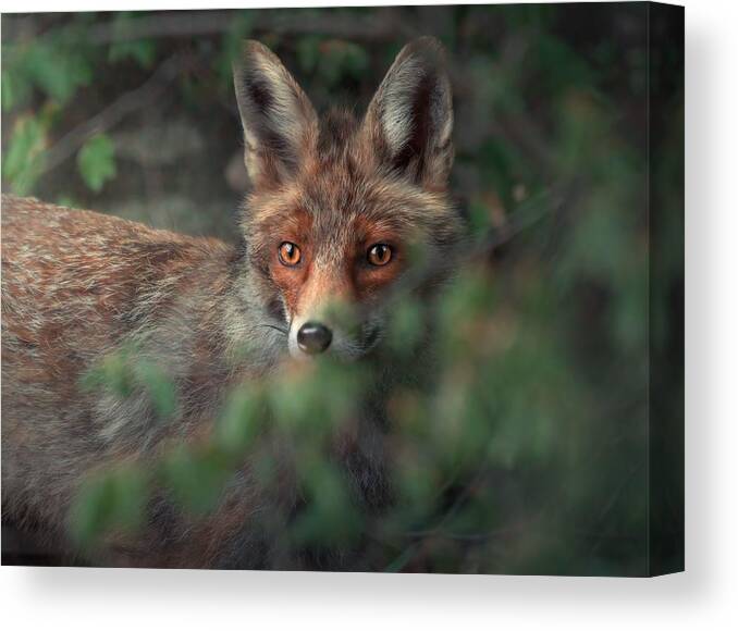 Nature Canvas Print featuring the photograph Hide And Seek by Giovanni Venier