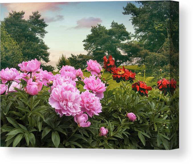Peonies Canvas Print featuring the photograph Hillside Peonies by Jessica Jenney
