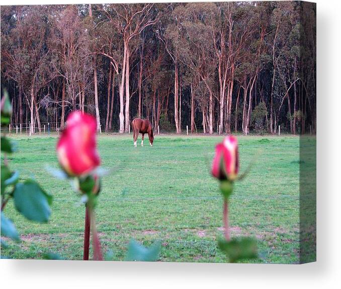 View Canvas Print featuring the photograph Horse and Roses by Joan Stratton