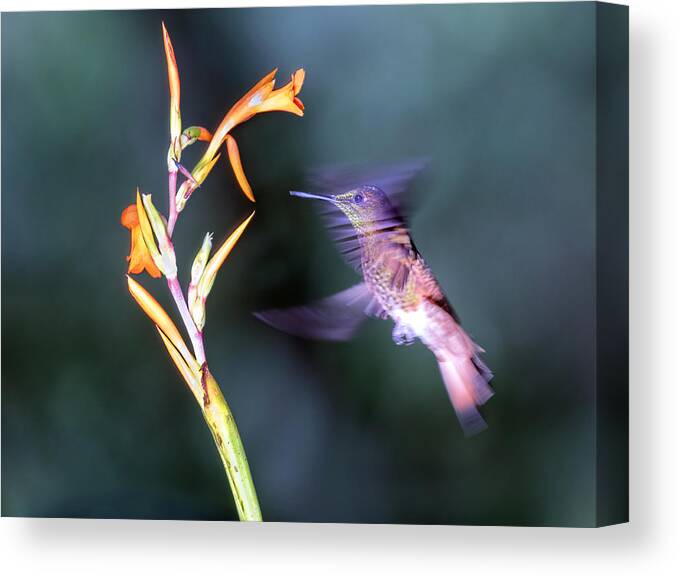 Nature Canvas Print featuring the photograph Hummingbird In Motion by Sheila Xu
