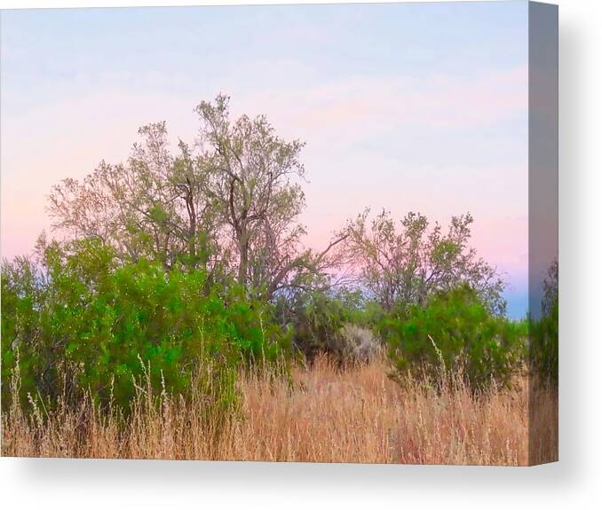 Affordable Canvas Print featuring the photograph Ironwood Trees After Sundown by Judy Kennedy