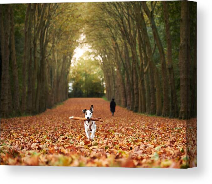 Dog Canvas Print featuring the photograph Jack by Charly Lataste