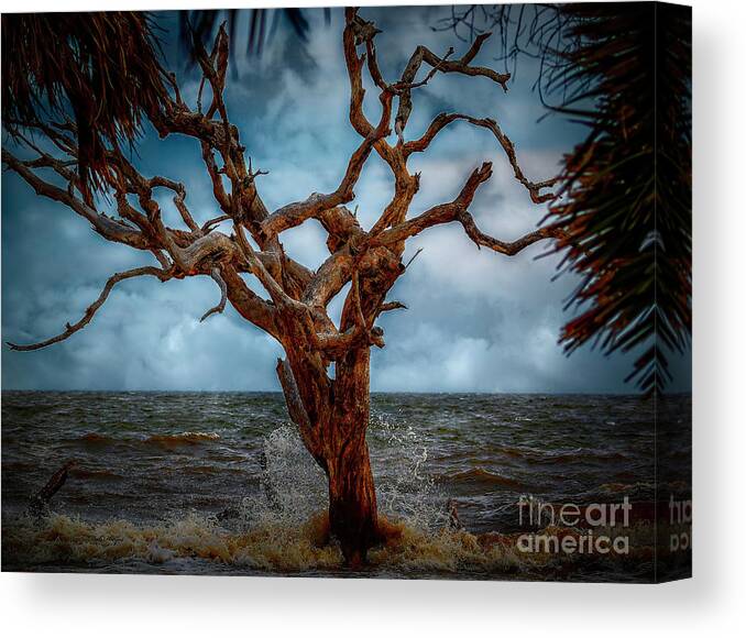Seascapes Canvas Print featuring the photograph Jekyll's Driftwood Beach at High Tide by DB Hayes